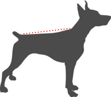 back_length